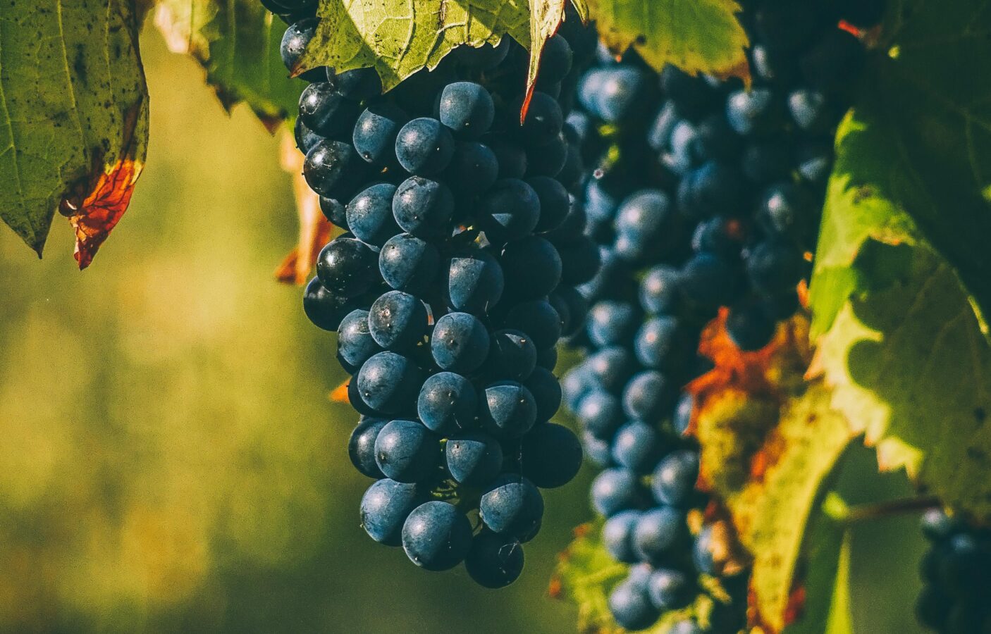 A bunch of seedless grapes hanging on a vine, surrounded by green grape leaves.